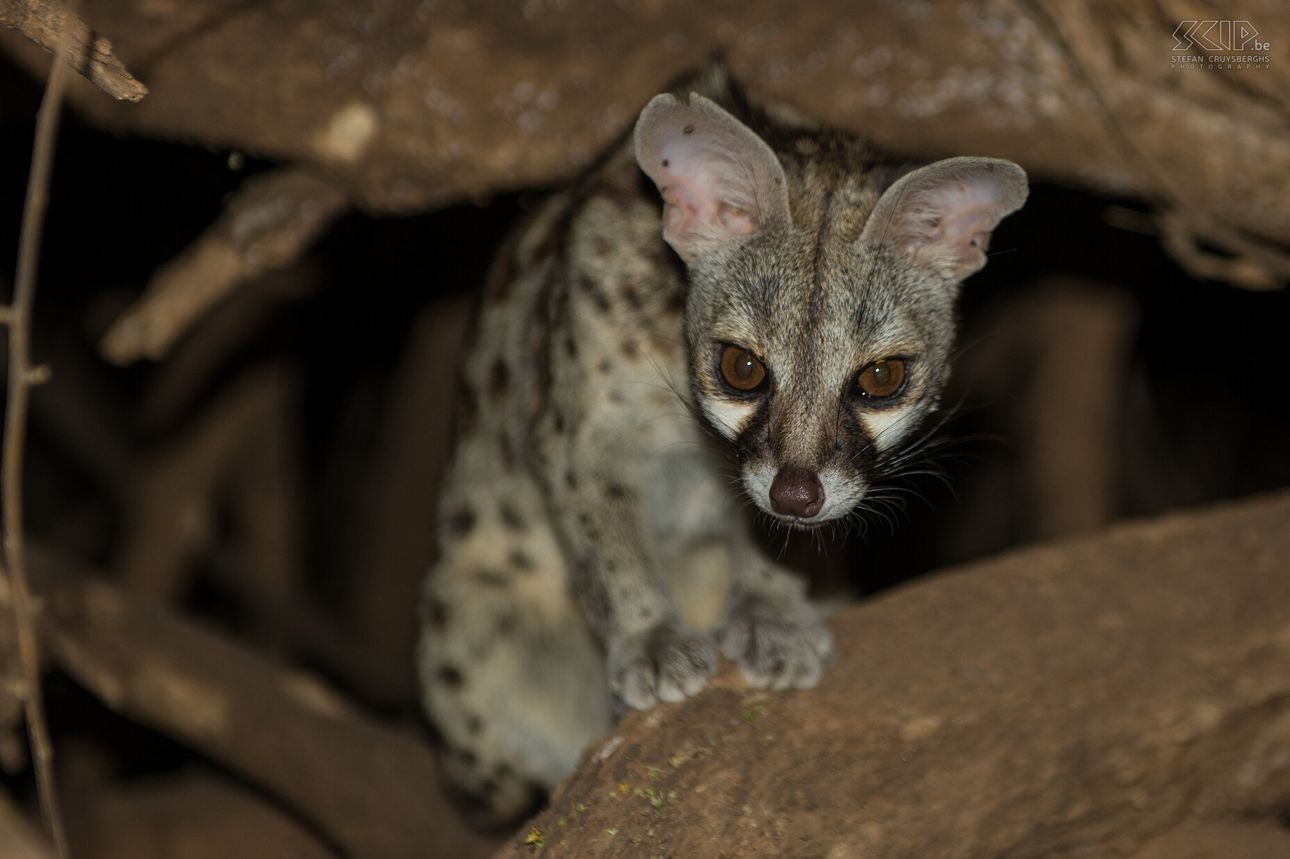 Samburu - Genetkat Close-up foto van de genetkat (Genetta genetta) op onze kampplaats. Stefan Cruysberghs